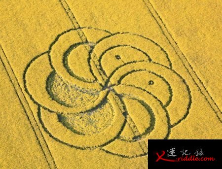英国又现“麦田怪圈”