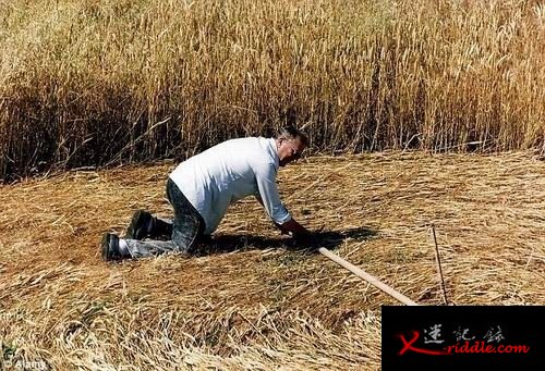 外星人杰作 神秘“麦田怪圈”或许并不遥远