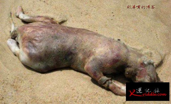 外星人未解之谜：神秘生物全是骗局