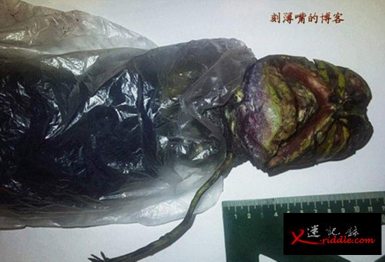 外星人未解之谜：神秘生物全是骗局