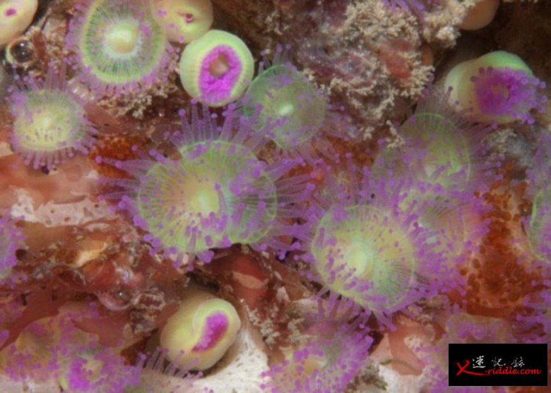 水域充满色彩缤纷的海绵动物和无脊椎动物