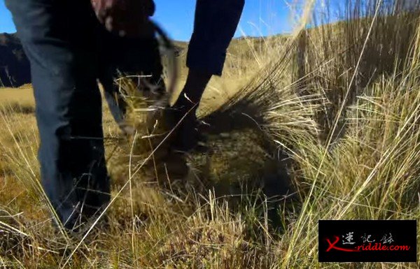 奎斯瓦洽卡选用的材料都是当地就能取得的「野草」。