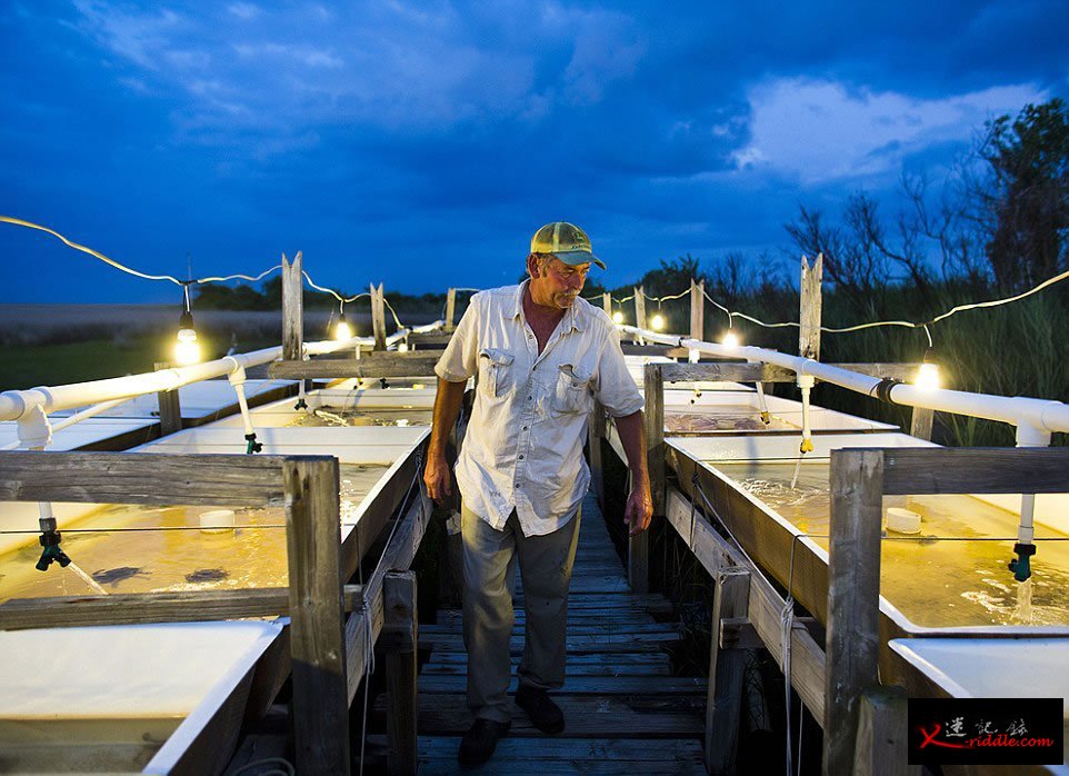 美国弗吉尼亚州的Tangier Island和Smith Island，这两个岛上的海鲜颇负盛名。