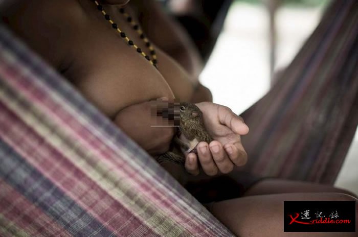 巴西亚马逊雨林神秘部落“阿佤族”妇女用乳哺育野生动物