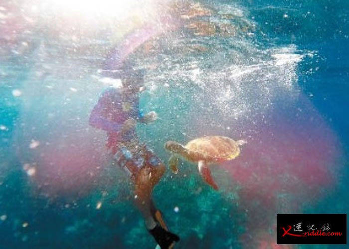 游客可在海底，零距离观察海洋生物。