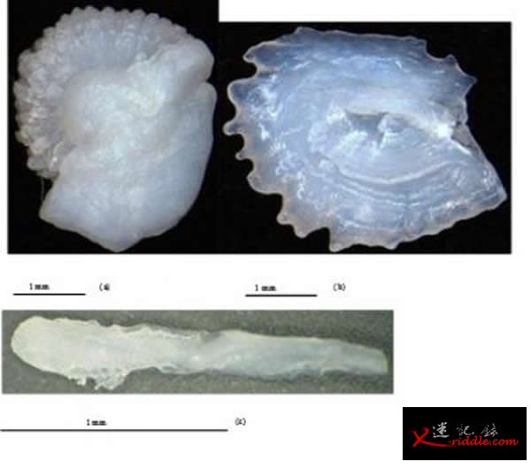 青海湖裸鲤的三种耳石（a）微耳石（b）星耳石（c）矢耳石