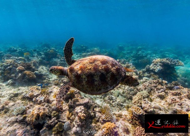 新街景服务让用家不需学习潜水，亦能看到海中生物。