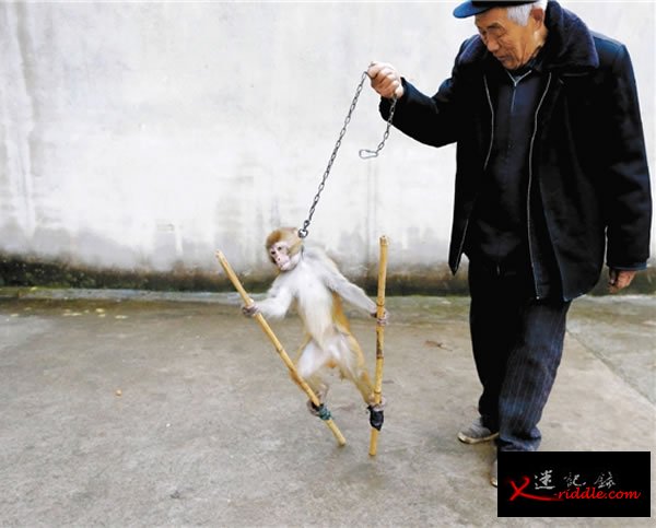 驯猴踩高杆，老齐有自己的绝招。