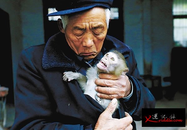 老齐说，这么多年，没动手打过一只猴子，是猴子让他有生活费，有钱造房。他与猴子相依为命。