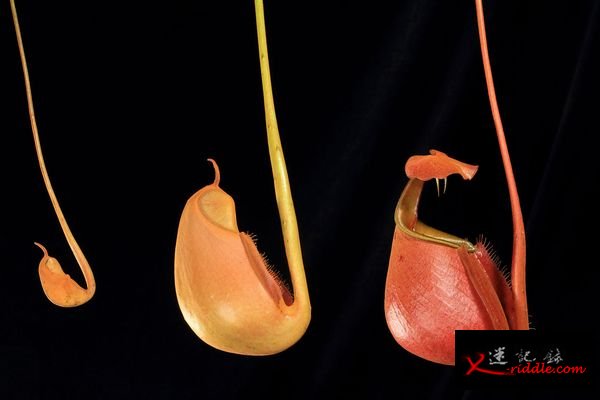 这张照片属于在摄影棚里面拍摄的系列，呈现食虫植物二齿猪笼草的捕虫笼生长过程。在数周的时间里，一片叶子尖端的鼓起物，会长成这个立体的构造。世界各地都演化出了食虫植