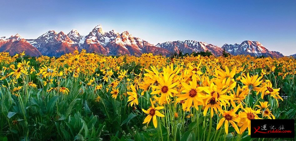 太阳花满开，在雪山背景映衬下特别漂亮。