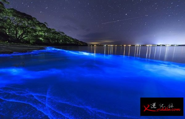 澳大利亚新南威尔士州南海岸杰维斯湾海湾被大量蓝色荧光海藻点亮