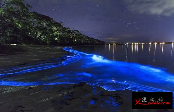 澳大利亚新南威尔士州南海岸杰维斯湾海湾被大量蓝色荧光海藻点亮