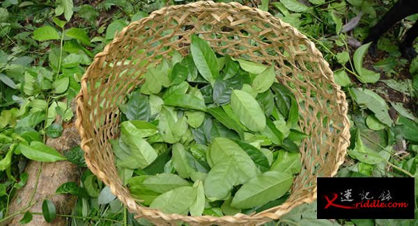 厄瓜多尔的“超级树叶”茶guayusa