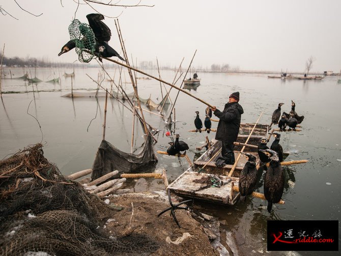 微山湖是运河系统的一部分，湖上一名渔夫正把鸬鹚抓到船上。当地仍有少数家庭延续着祖先一千多年来的谋生方式，用绳子绑住鸟的脖子，使它们无法把较大的鱼吞下肚，然后再逼