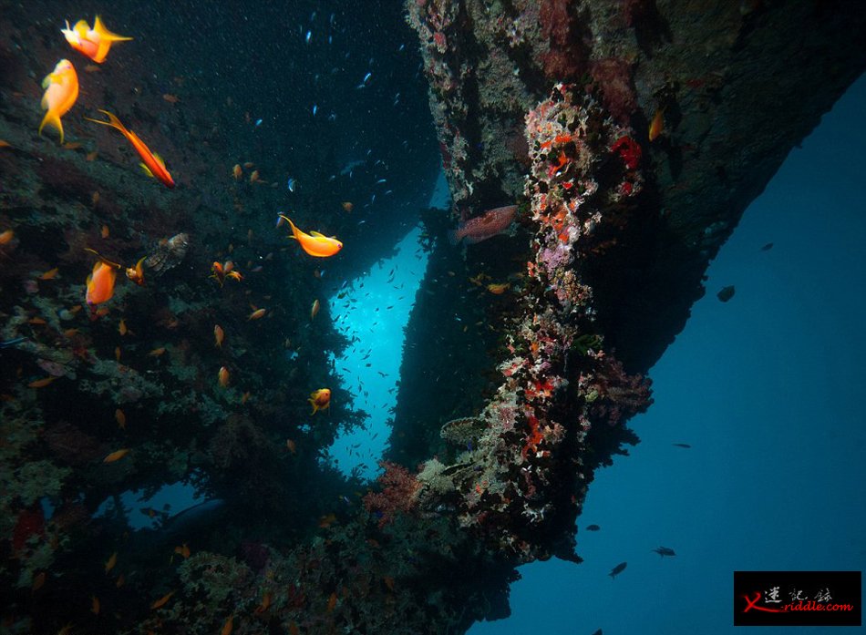 英国潜水员探访红海海底二战沉船“蓝蓟花号”(SS Thistlegorm)残骸遗址