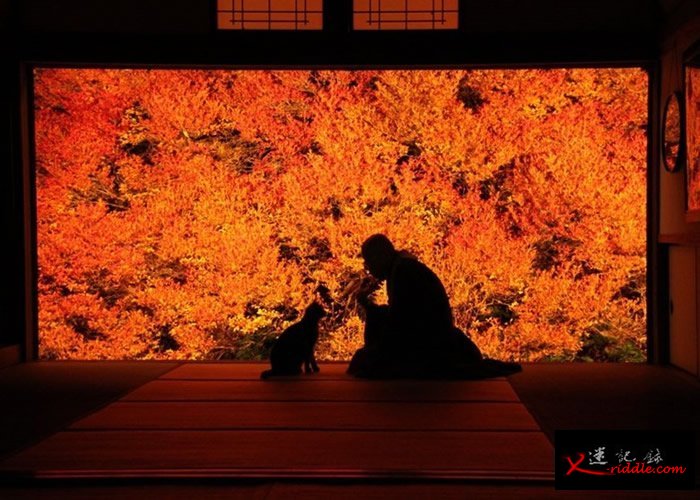 日本兵库县丰冈市安国禅寺吊钟花开 艳红花海美如画