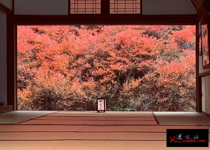 日本兵库县丰冈市安国禅寺吊钟花开 艳红花海美如画