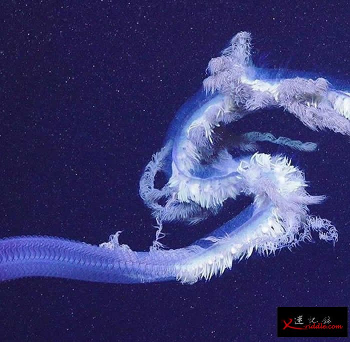 宁格罗海底峡谷拍摄到有史以来最大管水母