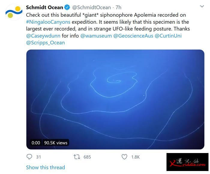 宁格罗海底峡谷拍摄到有史以来最大管水母