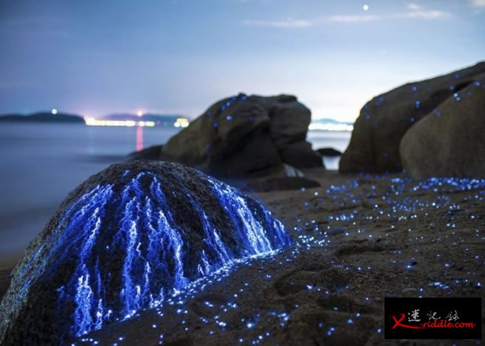 海萤如像石头所流出的眼泪。