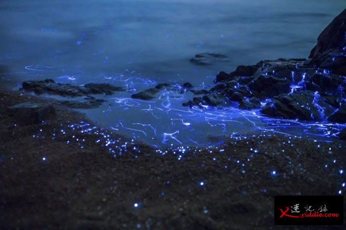 海边的海萤就如蓝宝石一样。