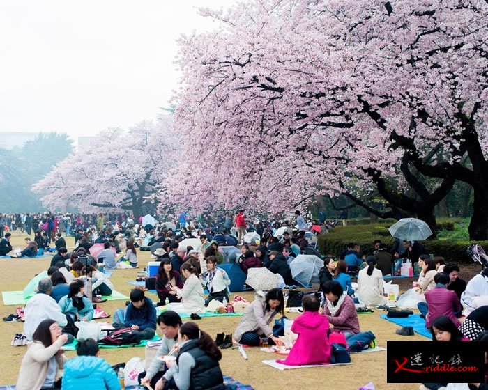上千人聚集在东京的新宿御苑，在盛开的樱花树下野餐，庆祝日本一年一度的赏花季。 Photograph by Albert Bonsfills