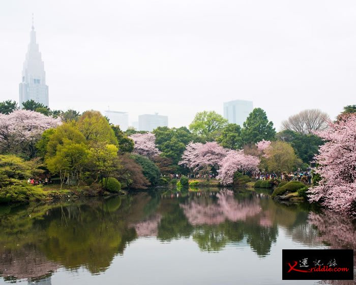 东京新宿御苑的丛丛粉红樱花树遮掩了后方的摩天大楼。 Photograph by Albert Bonsfills