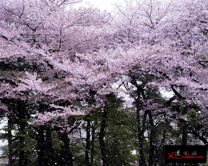 飘落的花瓣在空中飞舞，宣告樱花季的结束。 Photograph by Albert Bonsfills