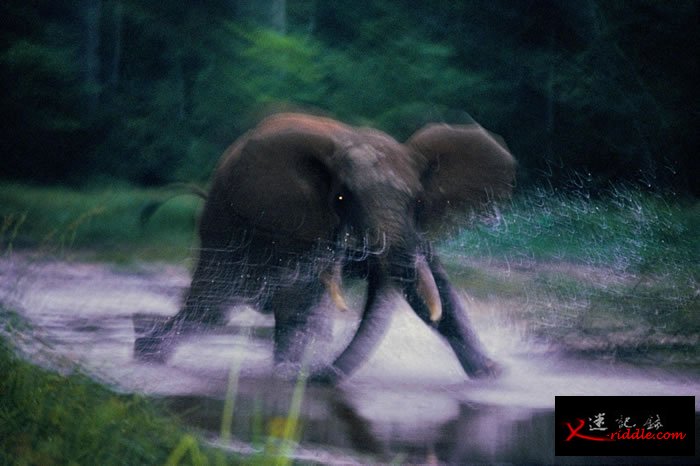 1993年，中非共和国赞加拜（Dzanga Bai）里狂奔的大象。 PHOTOGRAPH BY MICHAEL NICHOLS, NATIONAL GEOGRA