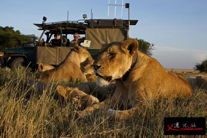2012年，在塞伦盖提国家公园（Serengeti National Park）利用自动照相机拍摄的照片中，尼可斯与妻子瑞芭（Reba）和助理内森．威廉姆森（N