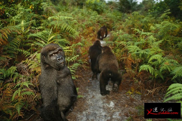 1999年，刚果共和国黑角（Pointe Noire）的庞噶黑猩猩康复中心（Tchimpounga Chimpanzee Rehabilitation Cent