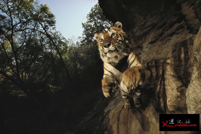 1996年，印度班达迦国家公园（Bandhavgarh National Park）内的相机陷阱拍到一只名为Charger的老虎。 PHOTOGRAPH BY