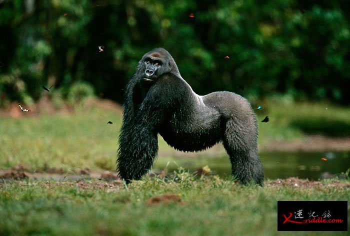 2000年，刚果共和国奥扎拉国家公园（Odzala National Park）里的西部低地大猩猩。 PHOTOGRAPH BY MICHAEL NICHOLS