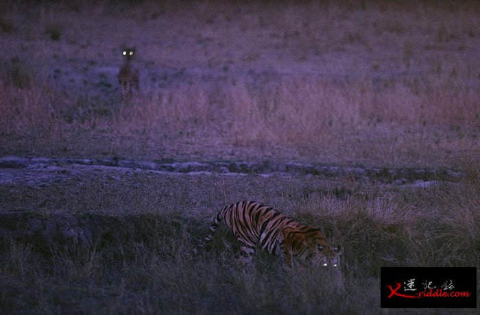 1996年，印度班达迦国家公园（Bandhavgarh National Park）中的老虎Bachhi与鹿。 PHOTOGRAPH BY MICHAEL NI