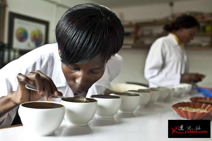 咖啡的品质是透过「杯测」程序来评估，这里位于乌干达坎帕拉的Good African Coffee公司。 PHOTOGRAPH BY JONATHAN TORGO