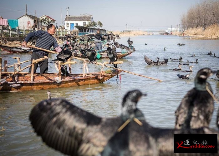 王海认为透过网络直播，愈来愈多网民对鸬鷀感兴趣。
