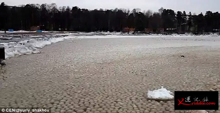 俄罗斯芬兰湾奇景：数千巨型冰球聚海岸