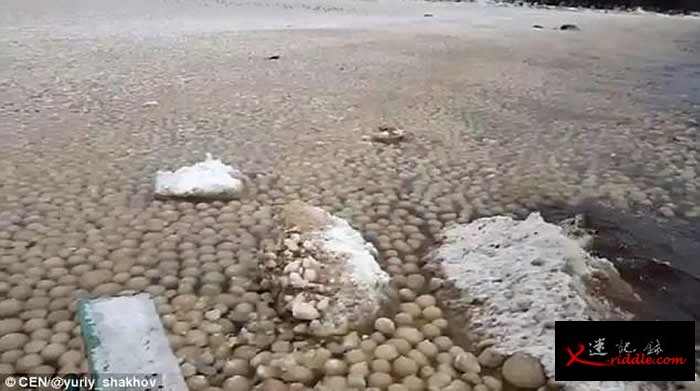 俄罗斯芬兰湾奇景：数千巨型冰球聚海岸