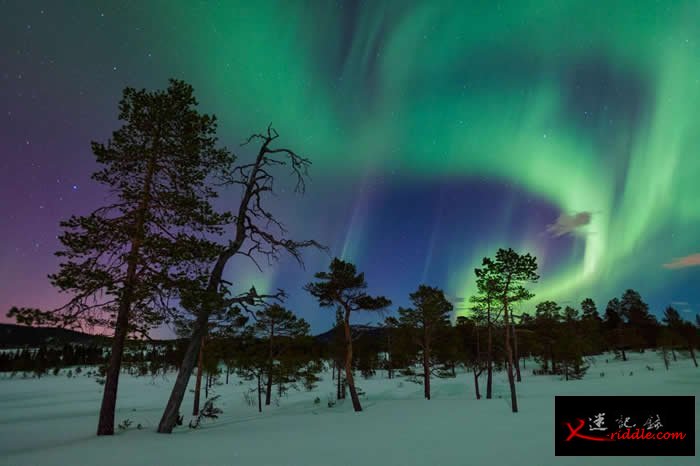 在挪威的Gjenvollhytta地区，一片欧洲赤松静静矗立在满布极光的夜空之下。 PHOTOGRAPH BY ORSOLYA HAARBERG, NATION