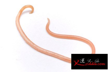 感染蛔虫能提高女性生育能力