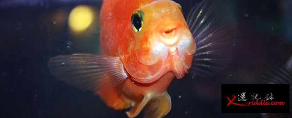 科学家说，实际上并没有鱼