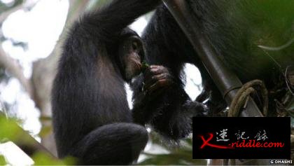 科学家发现黑猩猩会经常性的饮用自然发酵的棕榈酒