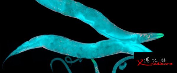 科学家成功停止虫子的老化进程