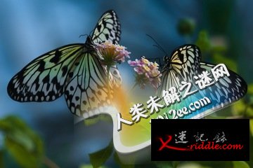 蝴蝶是如何交配的？