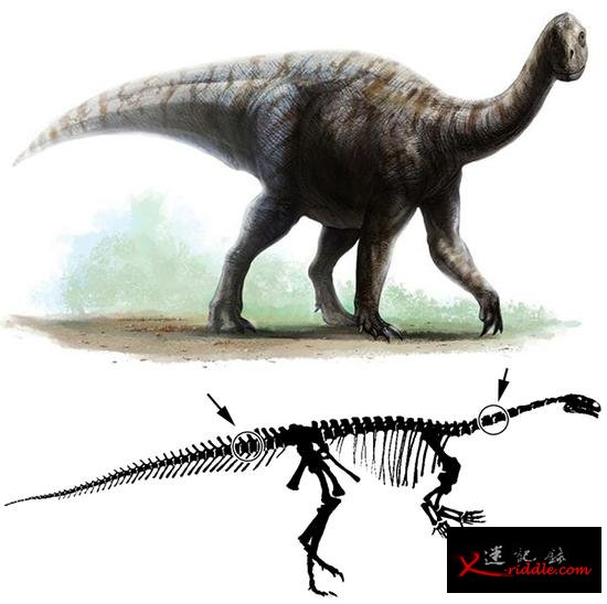 古生物学者发现恐龙也得颈椎病