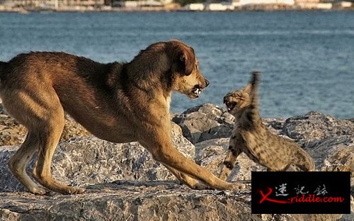 从演化上来说，猫可能比狗更强大
