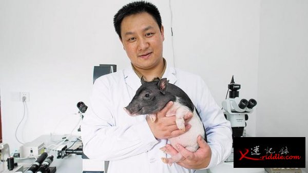让猪成为完美的人体器官捐赠者