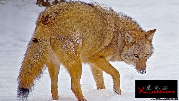 北美惊现混合狼、郊狼和狗的新超级物种