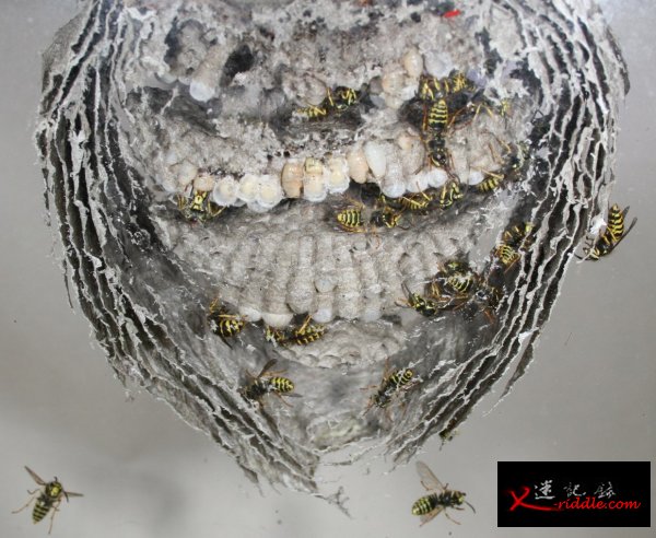 为什么有些昆虫会杀死它们的母亲